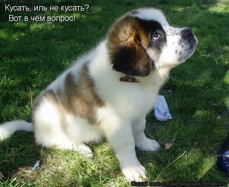 Веселые таблички в туалет. Смешные комиксы из фильмов. Не допускать чего нибудь. Скажите что-нибудь хорошее. Веселые животные с надписями.