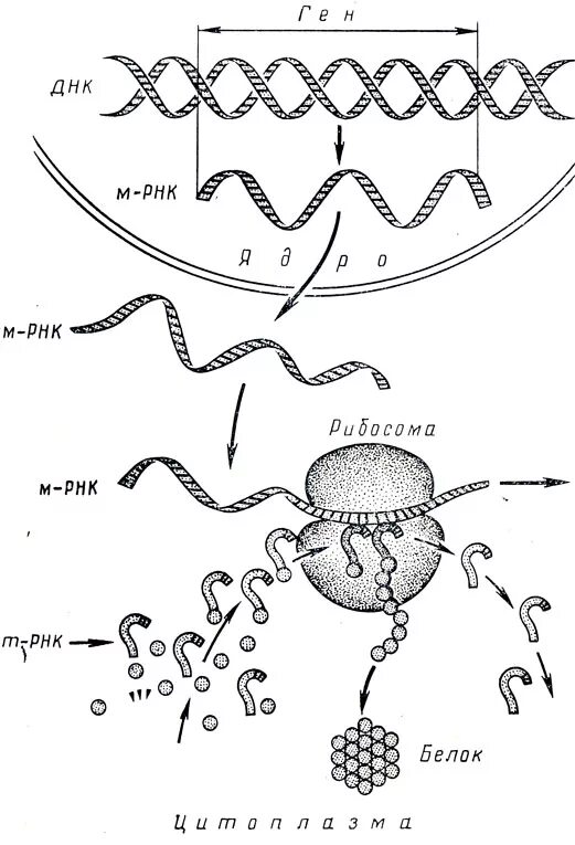 Схема биосинтеза белка. Схема биосинтеза белка в живой клетке рис 17. Процесс синтеза белка схема.