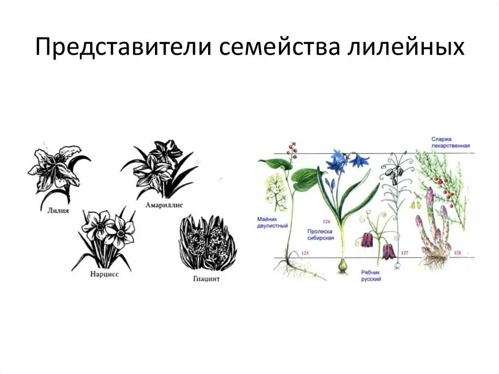 Каково значение растений лилейных в жизни человека. Семейство Лилейные представители. Семейство Лилейные строение. Строение листьев семейства Лилейные. Семейство Лилейные строение цветка.