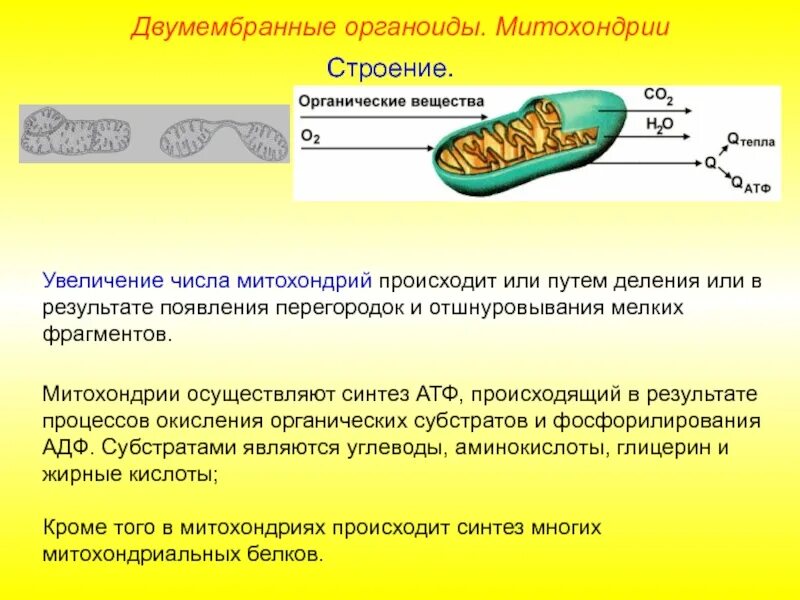 Какой синтез происходит в митохондриях. Деление митохондрий. процессы происходящие в митохондриях. митохондрии строение органоида. митохондрия процесс.