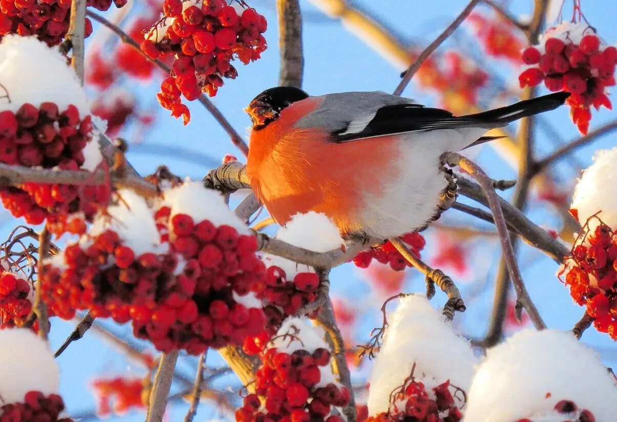 Вышивка снегири. Красивые зимние снегири. Рябина обыкновенная с10. Зима рябина снегири. За окошком снегири греют.
