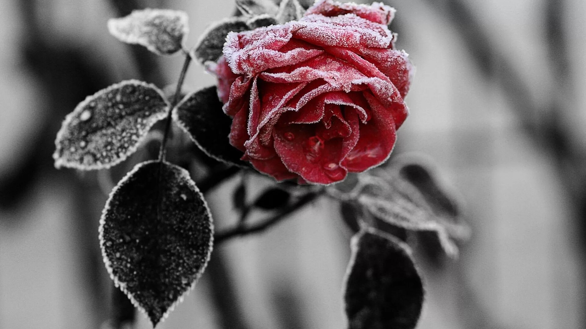 Красные цветы зимние розы. Серые цветы. Зимние цветы. Замерзшая роза. Зимняя роза.