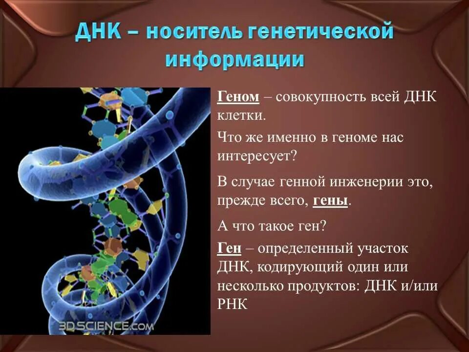 Что такое геном урок цифры ответы