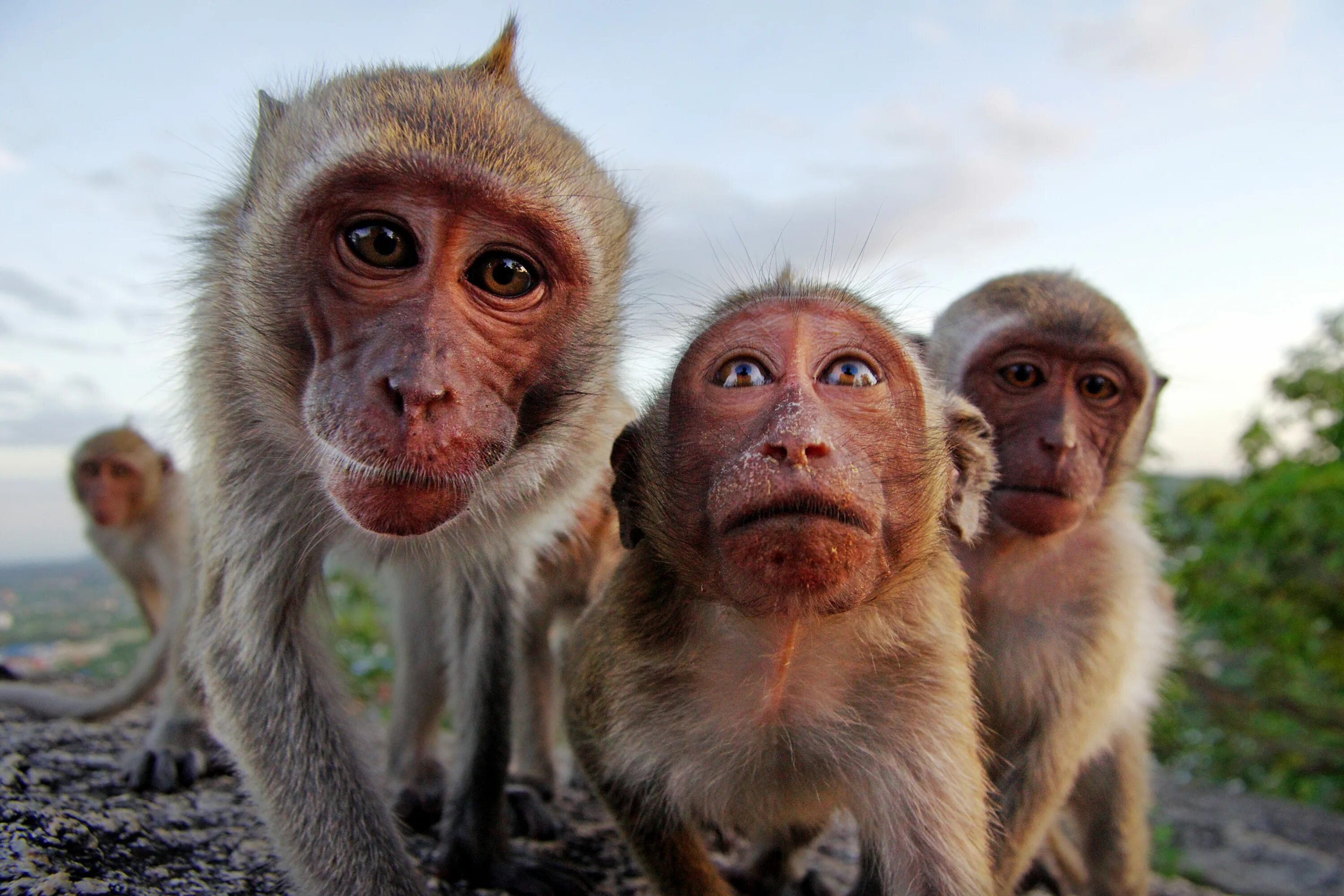 Приколы про обезьян. Смешные обезьяны. Три обезьяны смешные. Макаки смешные. Четыре обезьяны.