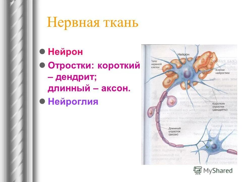 Короткие отростки аксоны сильно. Отростки нервной ткани. Нервная ткань Аксон. Короткий отросток нервной клетки.