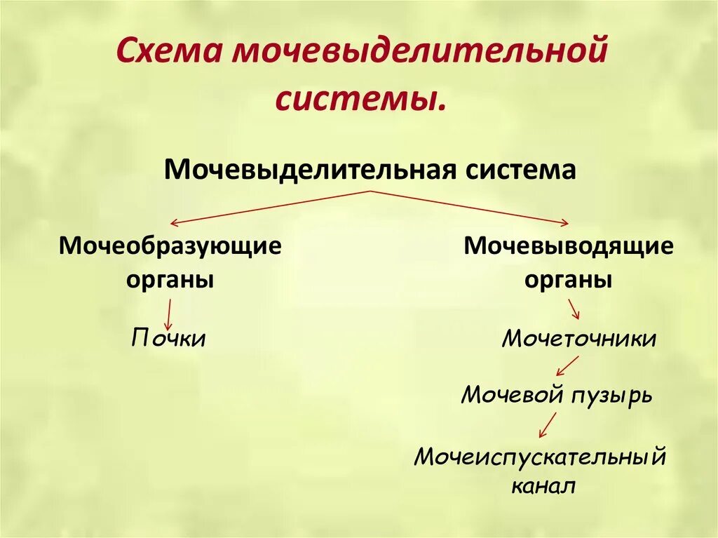 Как взаимосвязаны строение и функция системы мочевыведения. Схема мочевыделительной системы. строение выделительной системы. строение органов мочеобразования и мочевыделения. выделительная система схема.