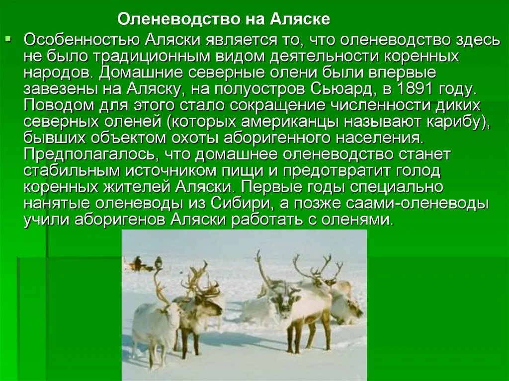 Оленеводство презентация. Оленеводство доклад. Оленеводство отрасль животноводства. Оленеводство проект. Оленеводство сообщение