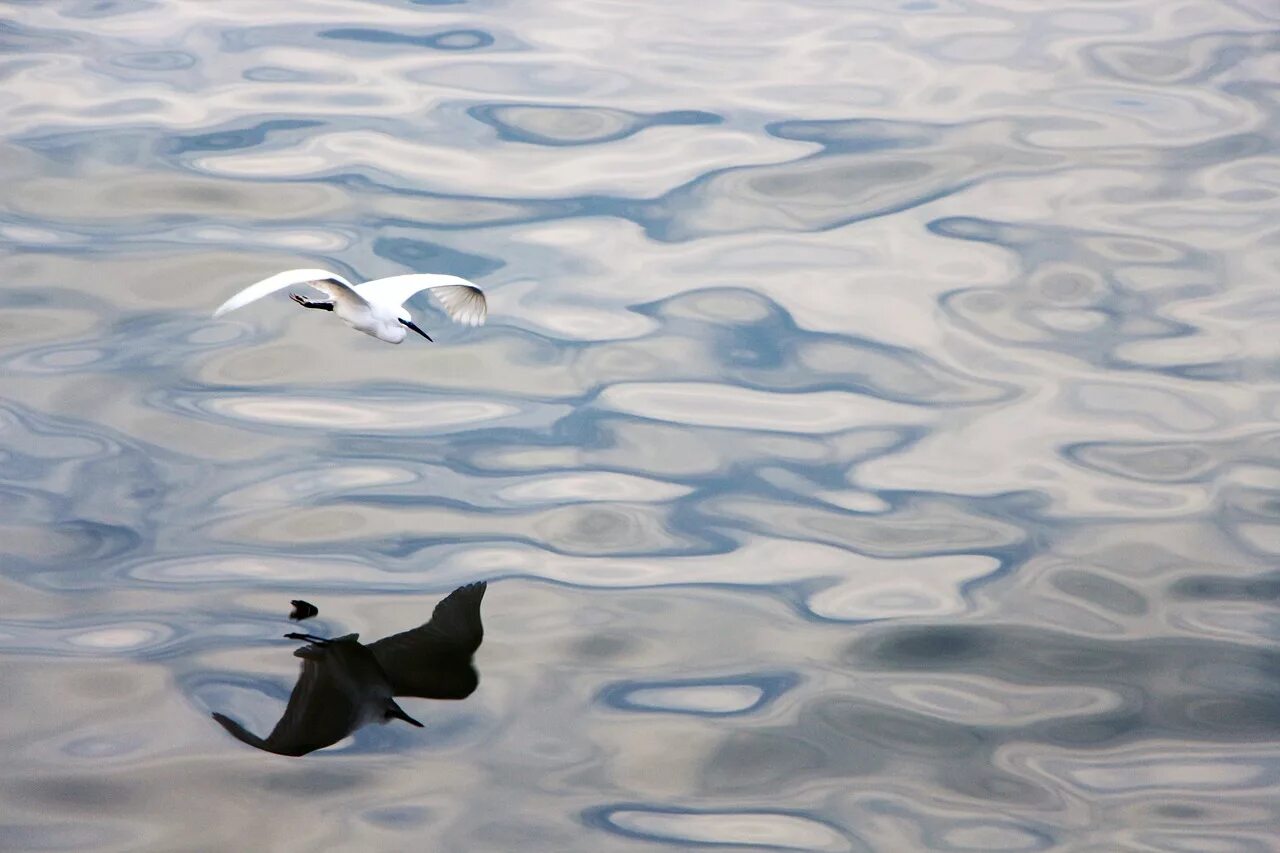 Отражение птиц в воде. Отражение в воде летящей птицы. Отражение животных в воде. Картинка птица в отражении воды.