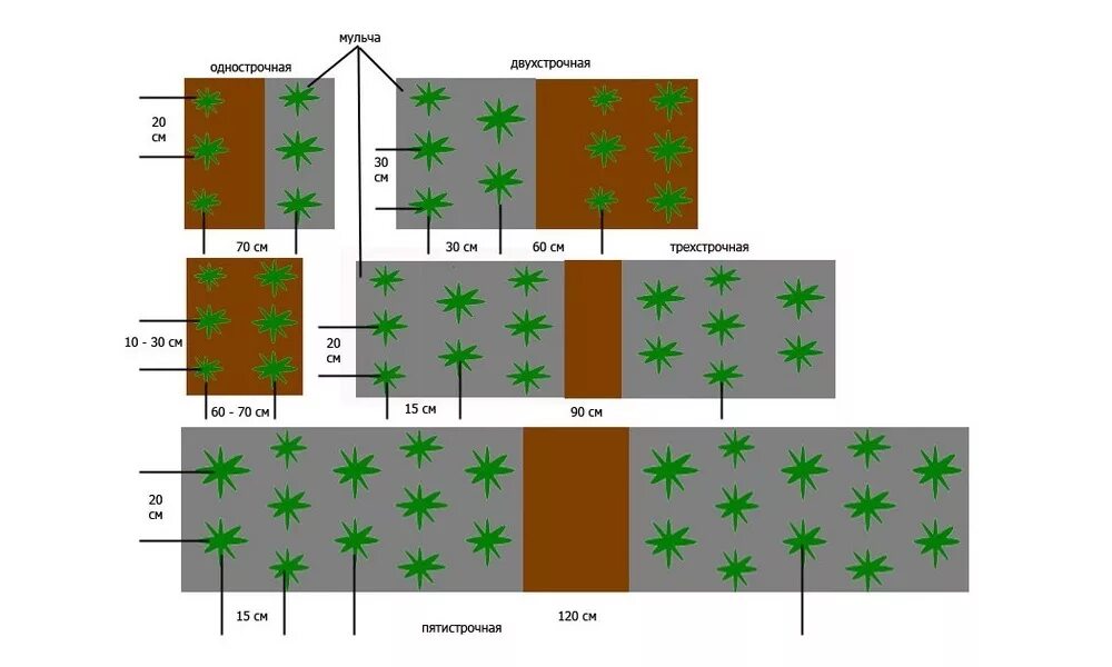 На каком расстоянии сажать разные сорта. Клубника схема посадки двухстрочная. Схема посадки ремонтантной земляники в открытом грунте. Схема посадки клубники в открытом грунте осенью. Схема посадки ремонтантной клубники в открытом грунте.