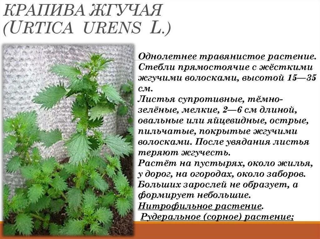 Характеристика крапивы. Крапива жгучая (Urtica urens). Крапива жабреелистная. Крапива Киевская (Urtica Kioviensis). Крапива жгучая и двудомная отличия.