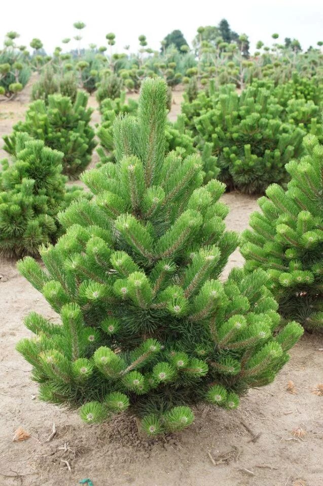 Сосна Нигра Орегон Грин. Pinus nigra (сосна чёрная) 'Oregon Green'. Сосна черная Орегон Грин Oregon Green. Сосна черная «Орегон Грин» Pinus nigra «Oregon Green».