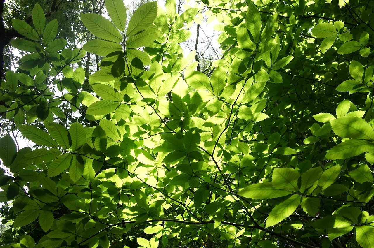 Natural leaves. Дерево бурансвива листья. Зеленый лист дерева. Лиственные кустарники. Лист куста.