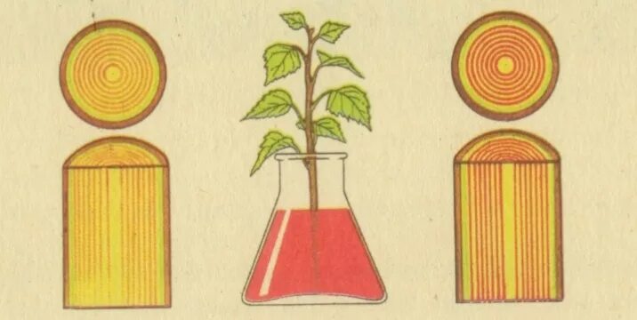 Лабораторная работа по биологии передвижение воды. Движение воды и Минеральных веществ по стеблю. Передвижение воды и Минеральных веществ в стебле. Опыты передвижение воды и Минеральных веществ. Передвижение воды и Минеральных веществ по древесине.