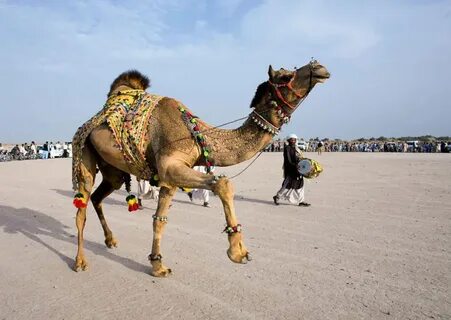 Camels hair