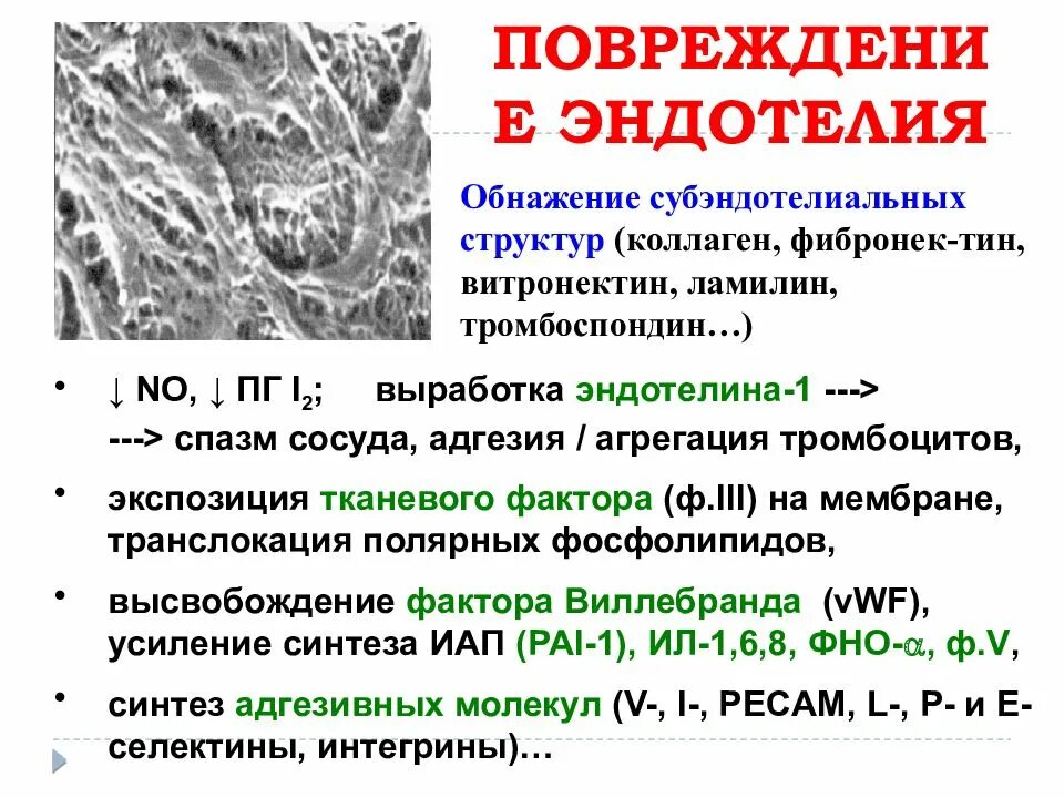 Патофизиология гемостаза