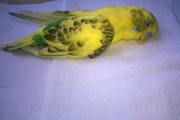 Попугай мутант волнистик. Дохлый волнистый попугай. Убитый волнистый попугай. Мертвый волнистый попугай. Смерть волнистого попугайчика.