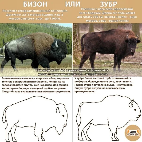 Какой тип питания характерен для бизона. ЗУБР Бизон различия. Овцебык ЗУБР Бизон разница. Отличие бизона от зубра. Бизон овцебык буйвол.
