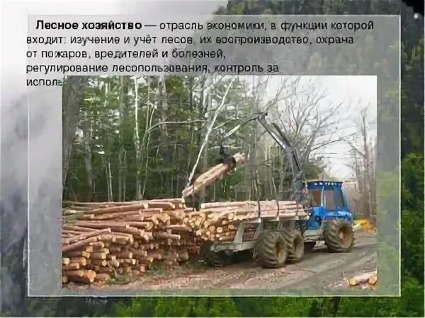 Экономика в лесной отрасли. Отрасли лесного хозяйства. Лесное хозяйство отрасль экономики. Проект Лесное хозяйство. Экономика лесного хозяйства.