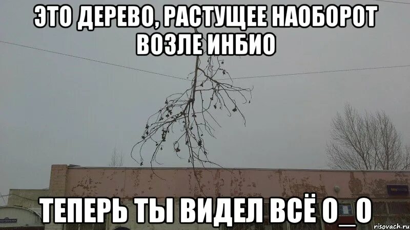 Смотрю как деревья растут. Теперь я видел все. Приколы теперь я видел все. Дерево растёт Мем. Теперь я видел всё Мем.