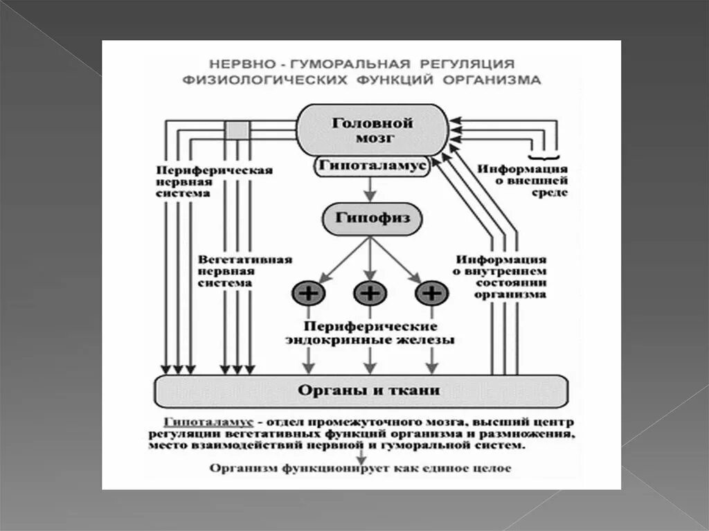 Нервные связи функции. Схема нейрогуморальной регуляции организма. Нервно-гуморальная регуляция схема. Регуляция функций организма схема. Нервно-гуморальная регуляция функций организма..