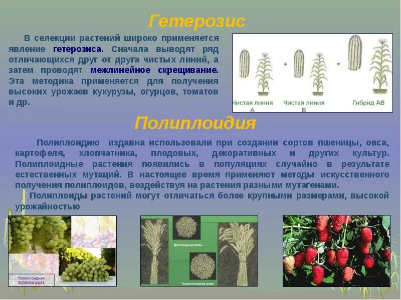 Исходный материал для селекции лесных древесных пород. Методы селекции растений гетерозис. Полиплоидия у растений. Гибридизация метод селекции растений. Чистая линия это потомство