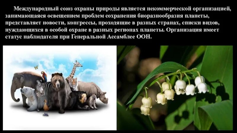 Когда был создан союз охраны природы. Международный союз охраны природы. день образования международного союза охраны природы. международный союз охраны природы и природных ресурсов (мсоп). международное бюро по защите природы.