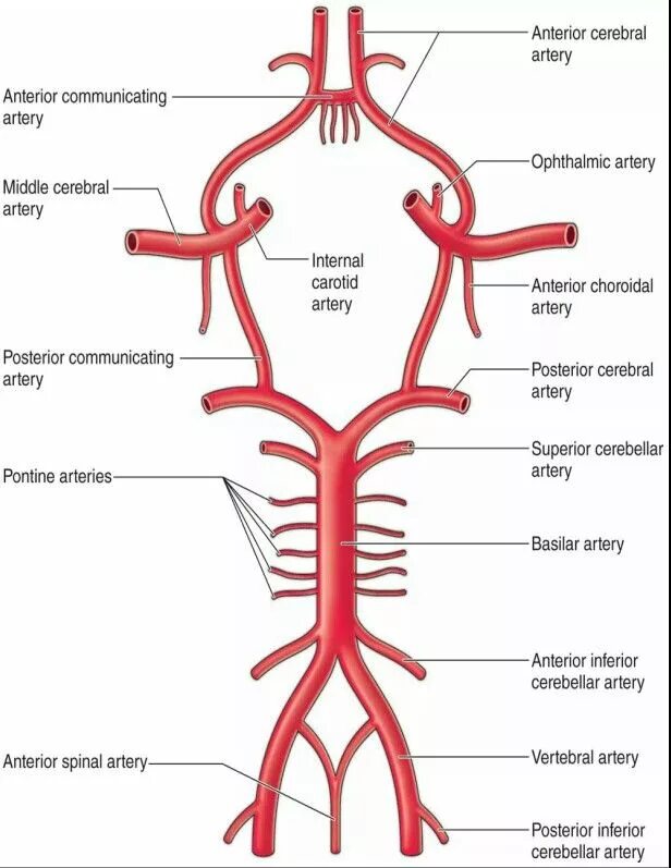 Сегменты позвоночной артерии. Arteria vertebralis анатомия. Anterior cerebral artery сегменты. Позвоночник Сонная артерия анатомия.