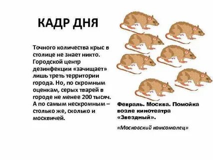 Численность крыс