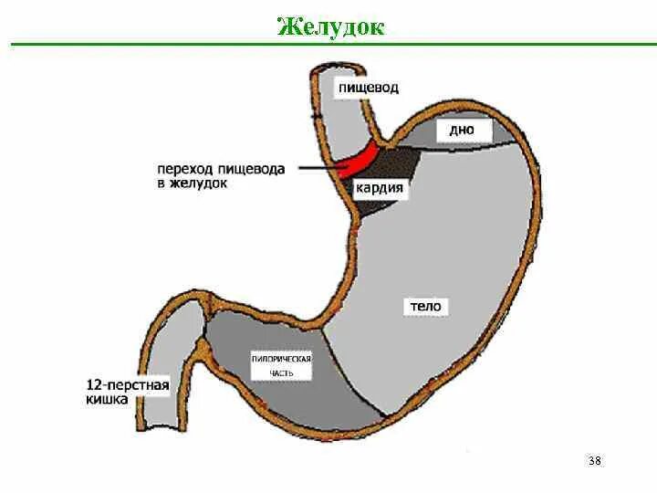 Отделы пищевода гистология. Пищевод переходит в желудок. Место перехода пищевода в желудок анатомия. Место впадения пищевода в желудок.