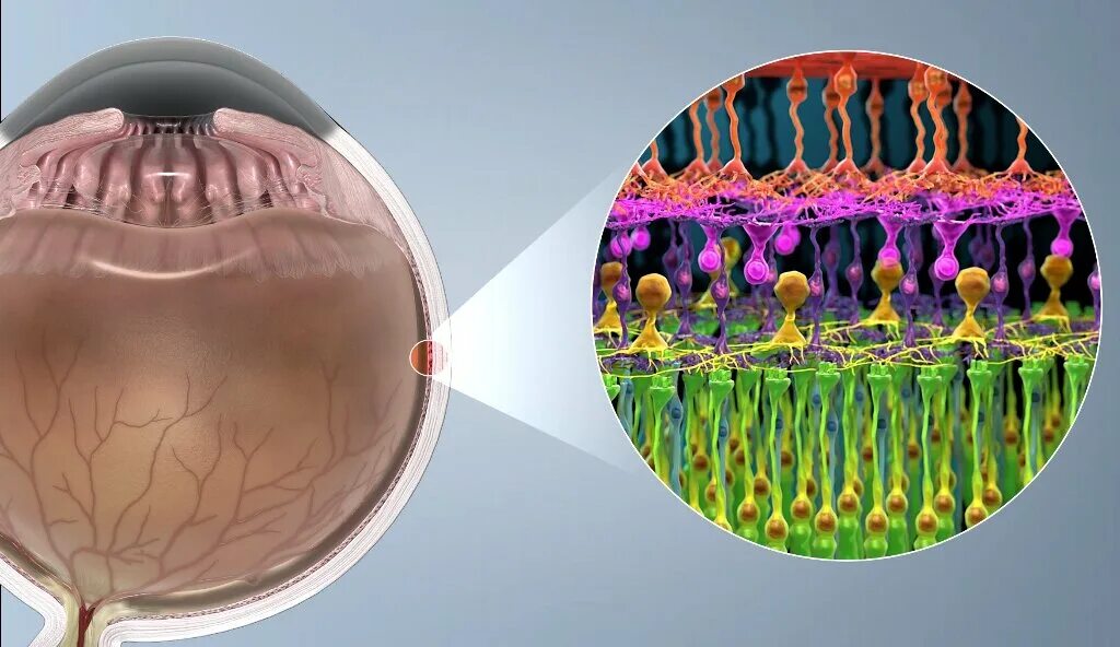 Сетчатая оболочка глазного. Палочки и колбочки сетчатки глаза. Фоторецепторы палочки и колбочки. Фоторецепторы сетчатки колбочки. Фоторецепторы глаза палочки и колбочки.