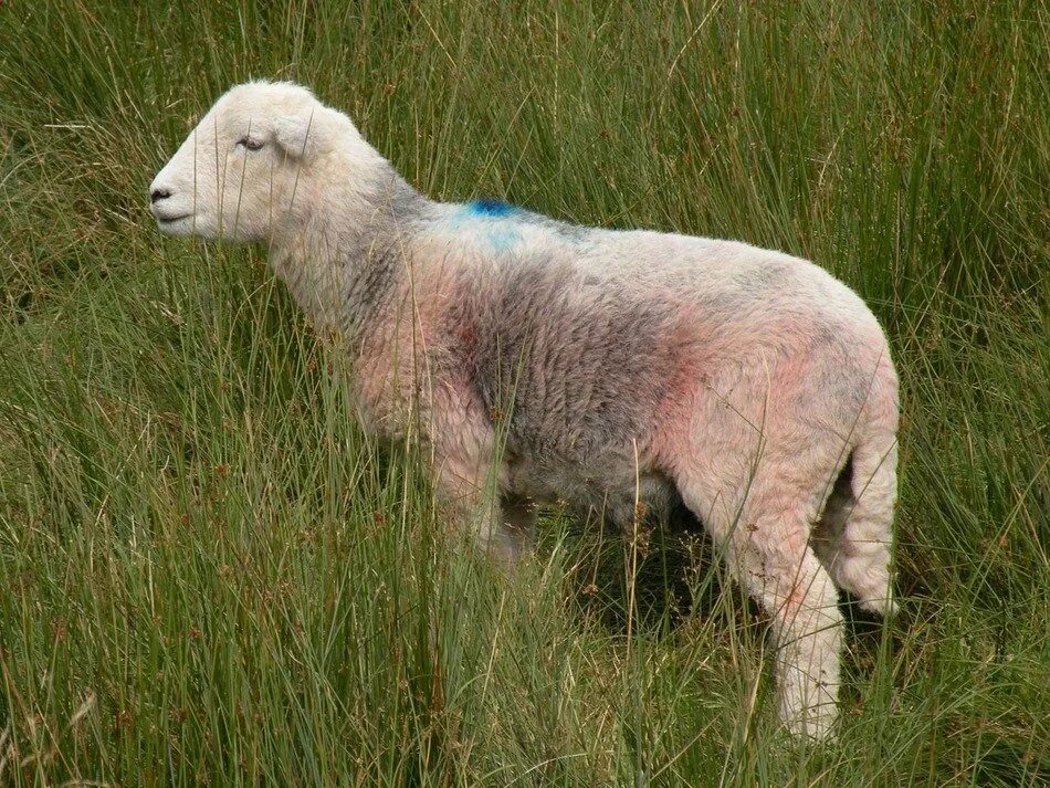 The sheep in the field
