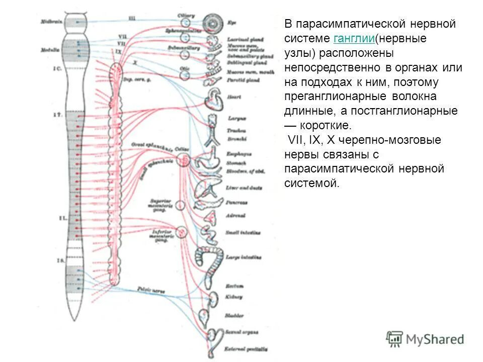 Нервный узел где. Где располагаются нервные узлы парасимпатической нервной системы. Ганглии парасимпатической нервной системы. Ганглии симпатической нервной системы расположены. Узлы парасимпатической системы.