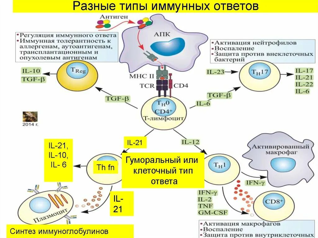 Клеточные иммунные реакции. Схема иммунного ответа гуморального типа. Клеточный и гуморальный иммунный ответ схема. Типы клеток в гуморальном иммунном ответе. Гуморальный Тип механизмы иммунного ответа.