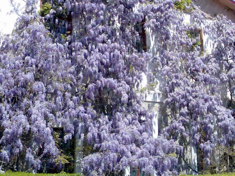 глициния в крыму. глициния ливадийский дворец. цветущая глициния в крыму. глициния ялта воронцовский дворец. глициния в ялте.