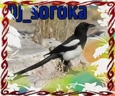 10 сорока