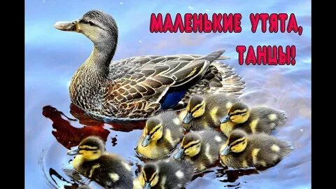 Утята песня