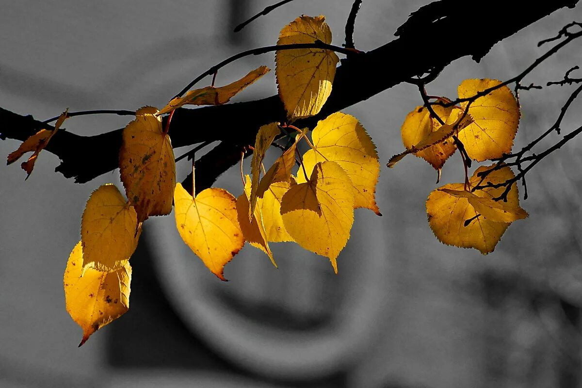 Осенние листья березы. Липа осень. Лист липы осенью. Тверская деревня осень. Липовый осенний лист.