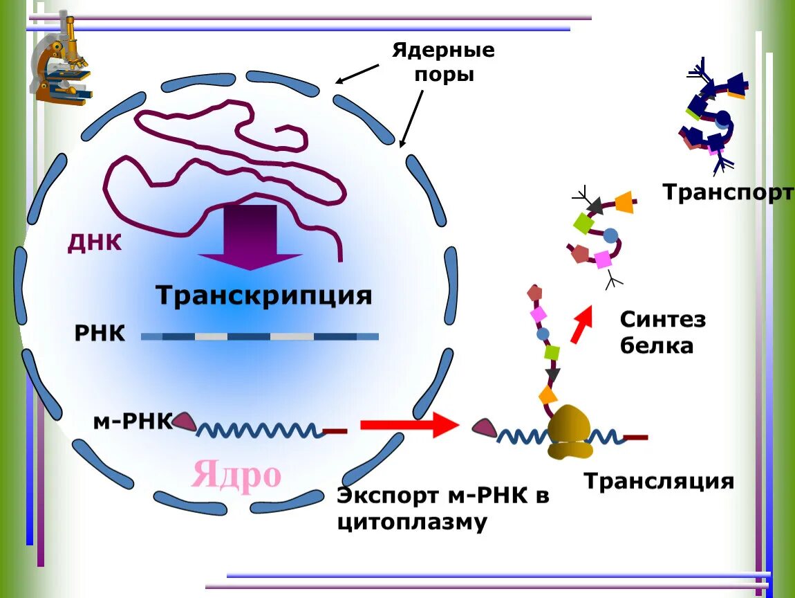 Транспорт белка происходит. Синтез белка ДНК МРНК. Транскрипция Биосинтез белка схема. Процесс транскрипции и трансляции схема. Ядро процесс Синтез белка?.