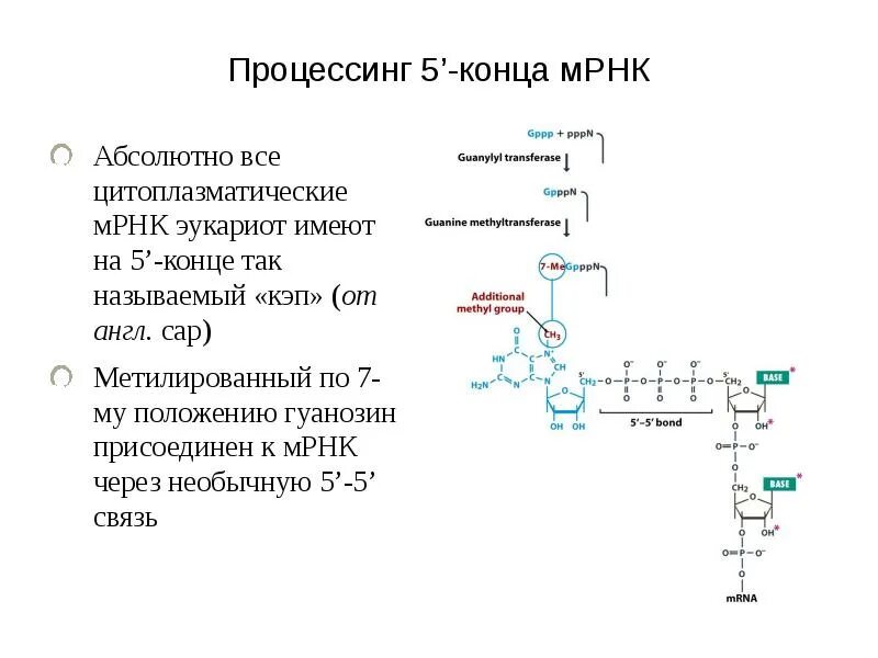 Процессинг матричной РНК. Схема процессинга РНК. Процессинг м-РНК У эукариот. Процессинг МРНК У эукариот.