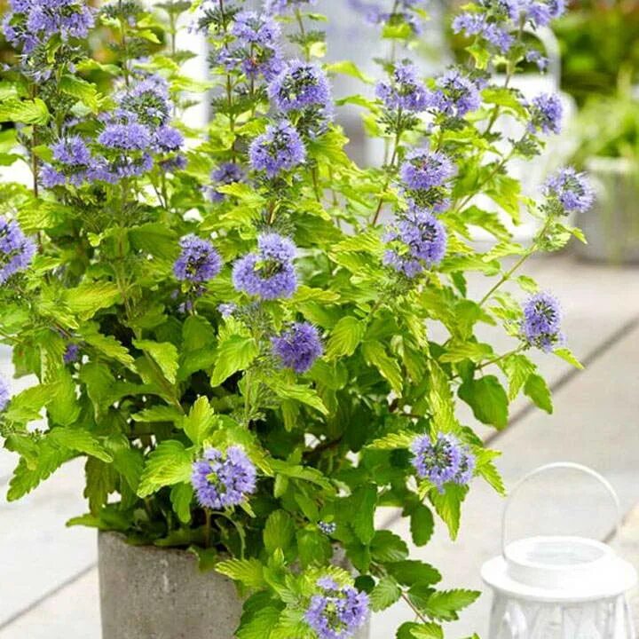 кариоптерис фото и описание. кариоптерис иегова бабочка. орехокрыльник монгольский. кариоптерис стефи. кариоптерис фото и описание.