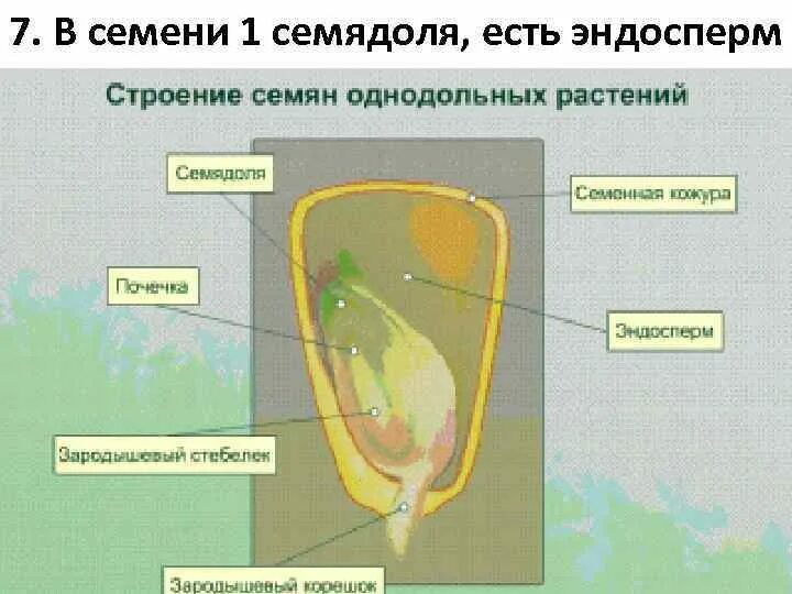 Эндосперм семени ели. Строение семядоли. Эндосперм и семядоли. Строение семени лилейных. Строение семени с эндоспермом.