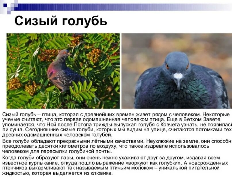 Почему голубь издает звуки. Сизый голубь описание внешнего вида. сизый голубь описание. сизый голубь краткое описание. голубь описание птицы.
