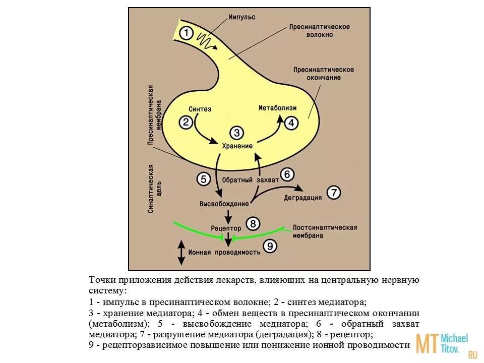 Синтез нейромедиаторов. Точки приложения действия лекарственных средств.. Точка приложения препарата это. Пресинаптическое волокно. Обратный захват медиатора