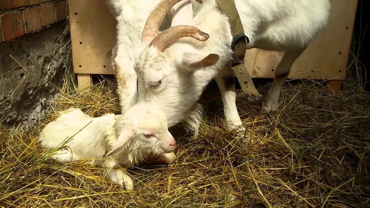 Беременна ли коза