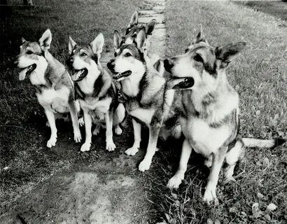 Is five dogs