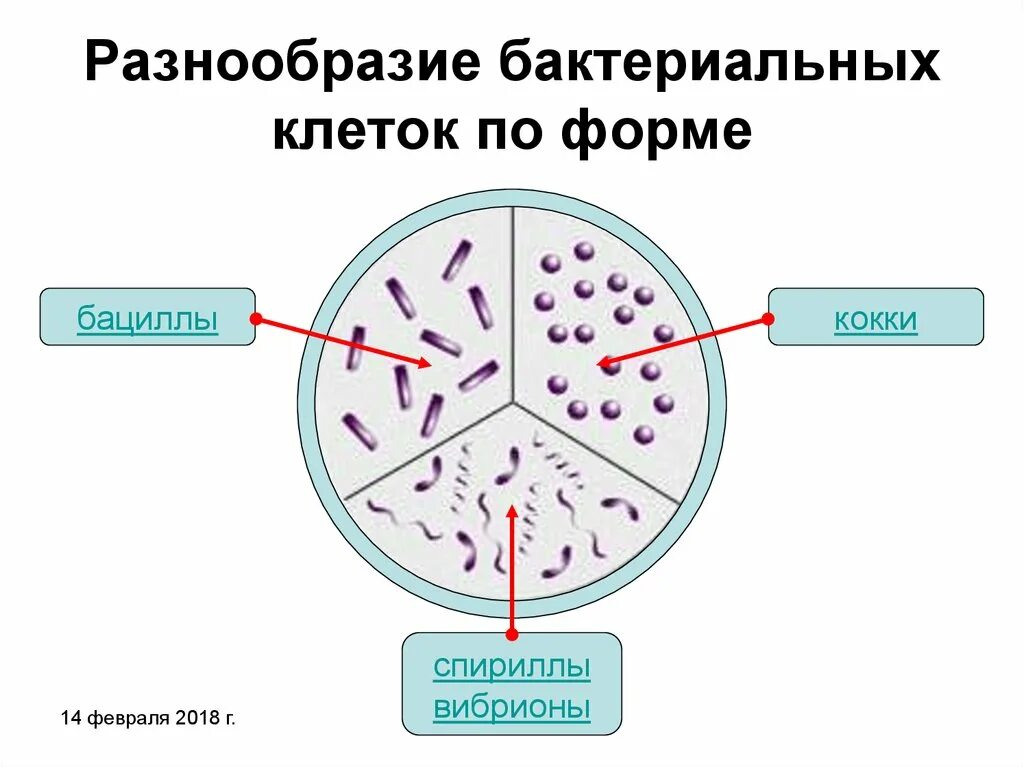 Разнообразие бактериальных клеток. Формы бактерий. Разнообразие форм бактерий. Разнообразие клеток бактерий.