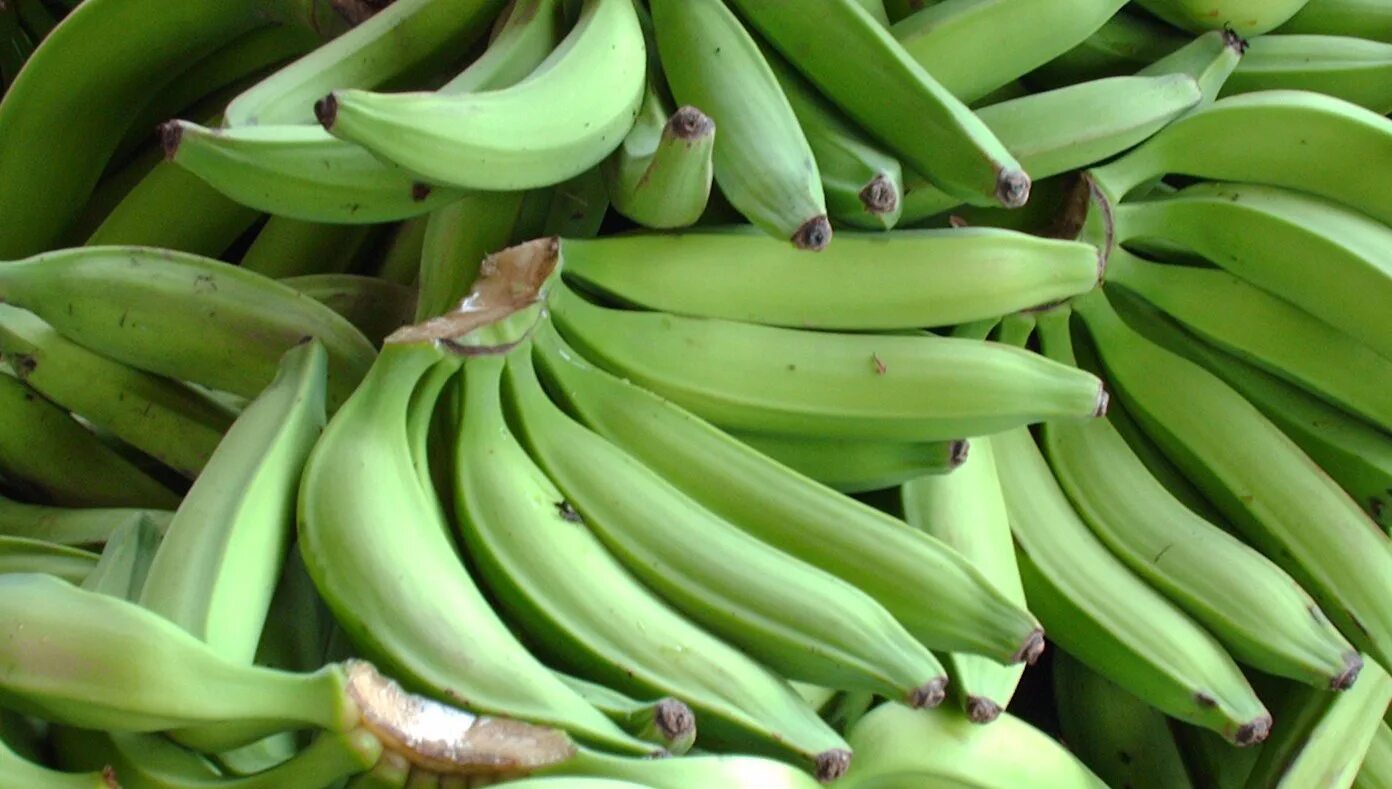 Где купить банан. Платано бананы. Платан зеленый банан. Платан овощной банан. Овощные бананы плантайны.