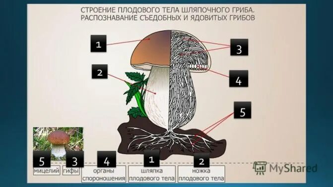 Что такое гифы в биологии