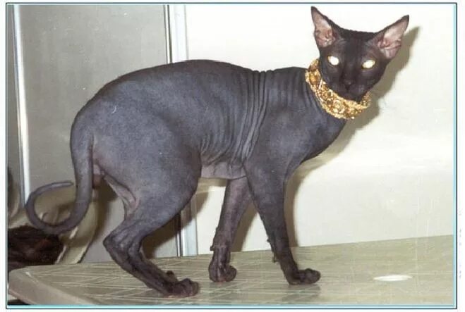 хвост лысой кошки. донской сфинкс с шерстью на лапах. канадский сфинкс сиамского окраса. сфинкс (порода кошек). сфинкс волосатик порода.