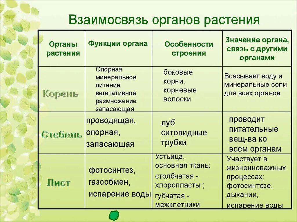 Растительные сообщества 7 класс задания. Органы растений, функции органов. Система органов растений 5 класс. Органы растений 6 класс биология таблица. Функции органов растений 6 класс.